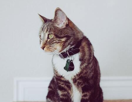kattenpenning met naam