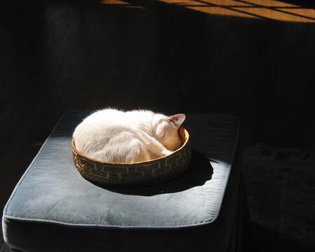 rotan kattenmand
