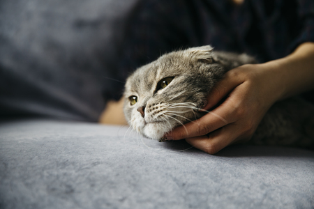 feliwayfriends