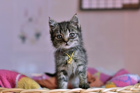 feliwayspray