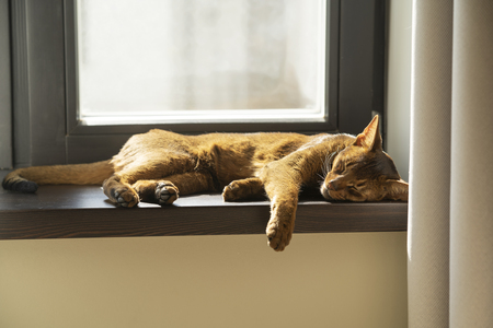 abbesijn kat