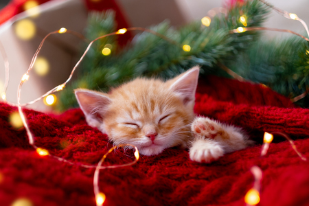adventskalender katten