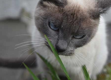 balinese katten