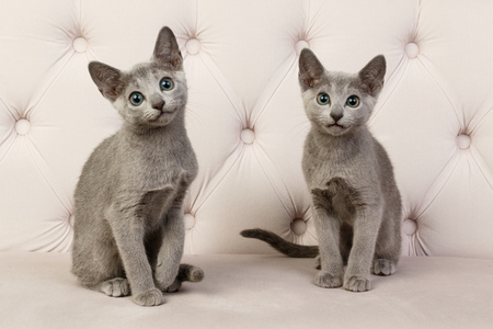blauwe rus kitten