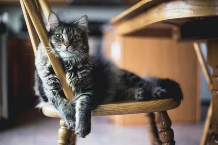 indoor kattenvoer