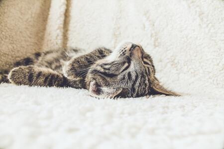 katten krabplank