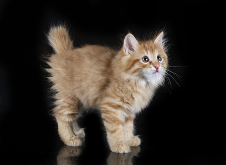 amerikaanse bobtail kittens te koop