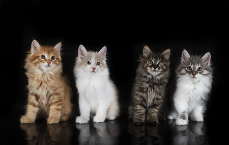 amerikaanse bobtail kopen