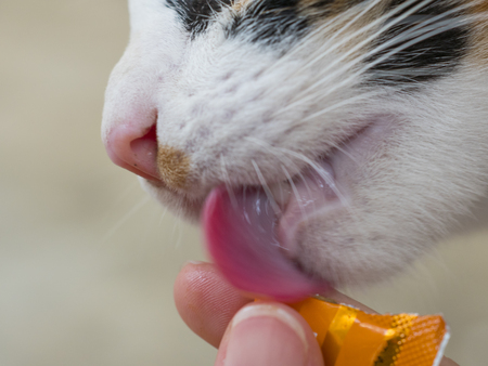 liquid snacks kat