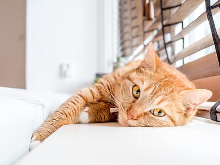 prins indoor kat