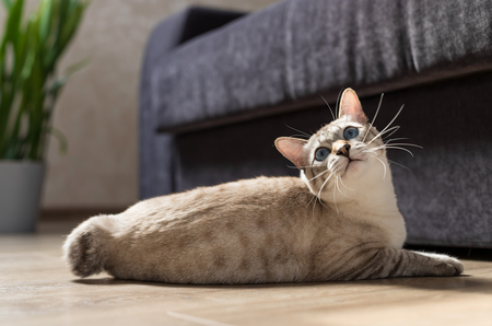 american bobtail