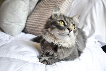 royal canin kattenvoer indoor