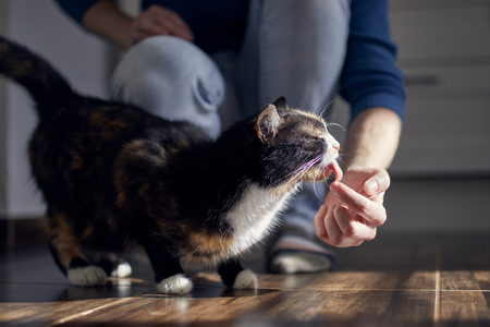 vitakraft liquid snack kat