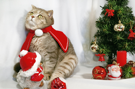 kattenkleding