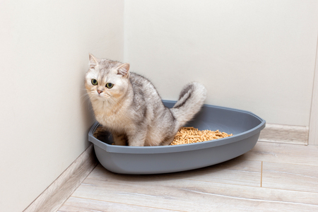 hoek kattenbak groot