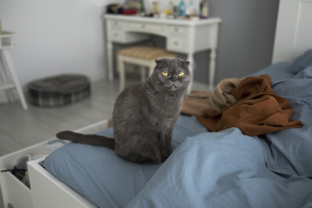 hoek kattenbak