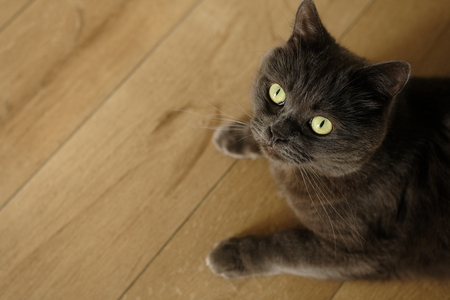 hoekkattenbak