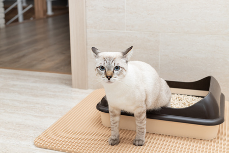 kattenbak lade