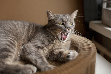 kattenmand riet met kussen