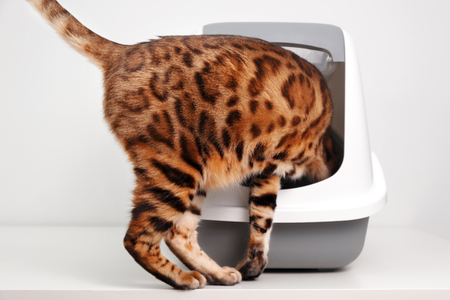 peewee kattenbak