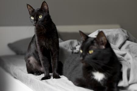 bombay kat karakter