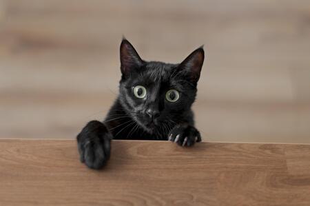bombay kat prijs