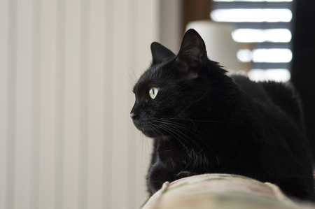 bombay kat