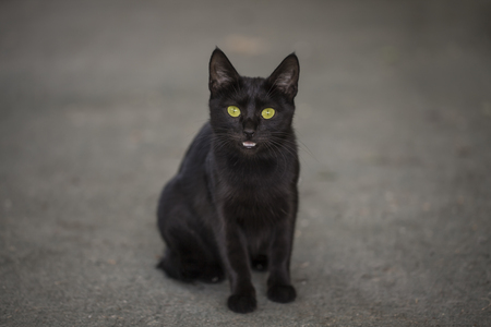 bombay katten
