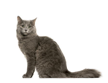 chartreux te koop