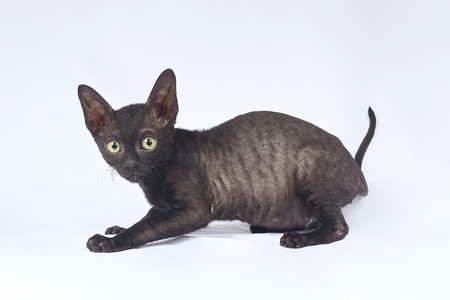 cornish rex kitten