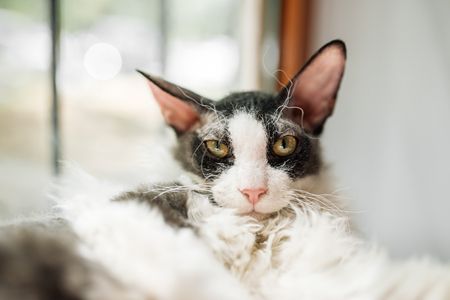 cornish rex