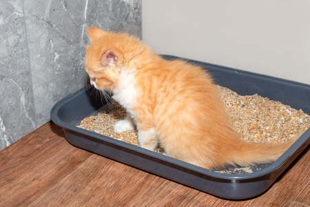 grote open kattenbak