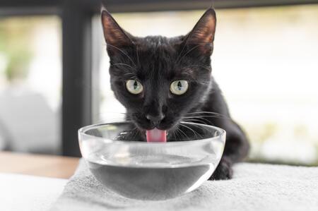 kat placemat