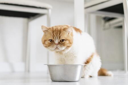 katten placemat