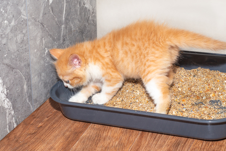 kattenbak open