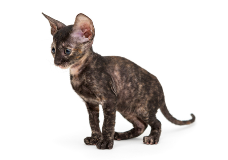 Kitten Cornish Rex