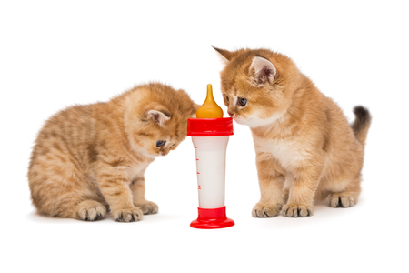 kitten melk