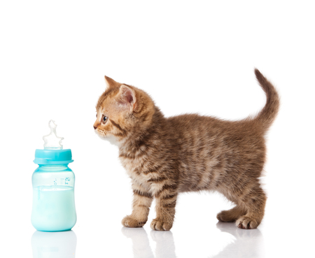 kittenmelk poeder