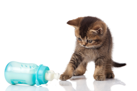 kittenmelk