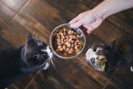 placemat kat