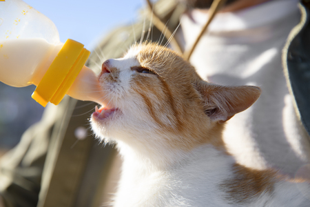 royal canin kittenmelk
