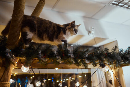 hoge kattenkrabpaal