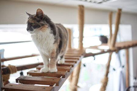 hoge krabpaal grote katten