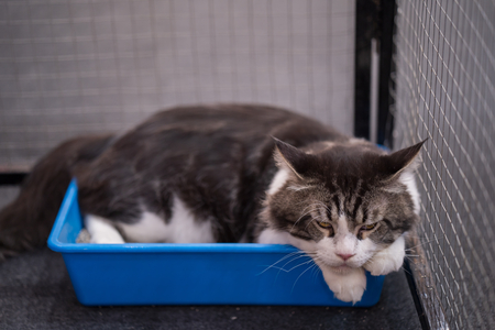 ferplast kattenbak magix
