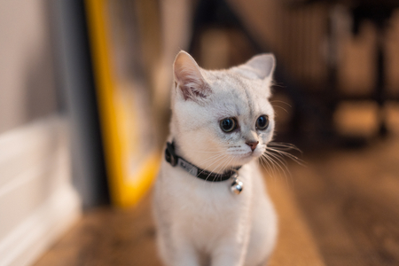 halsband kat belletje