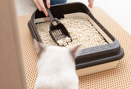 imac easy cat kattenbak