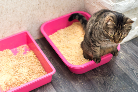 katten bak petlux