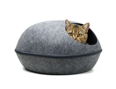 kattengrot