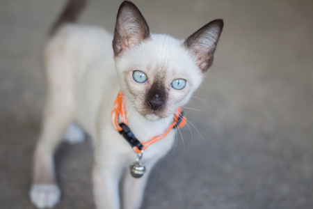 kattenhalsband belletje