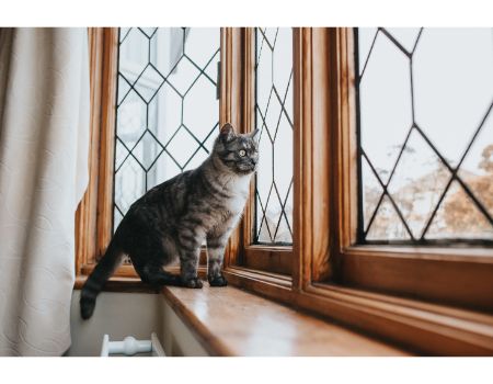 kattenkleed vensterbank
